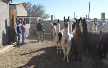 SAG fiscaliza centros de faenamiento de ganado  autorizados por Fiesta de La Tirana