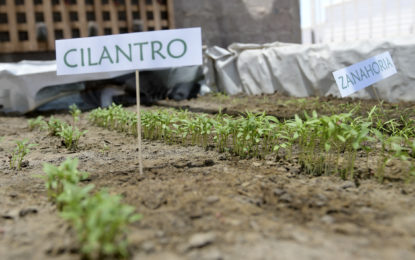 Municipalidad de Alto Hospicio y CESFAM Pedro Pulgar invitan a participar del concurso de huertos comunitarios   