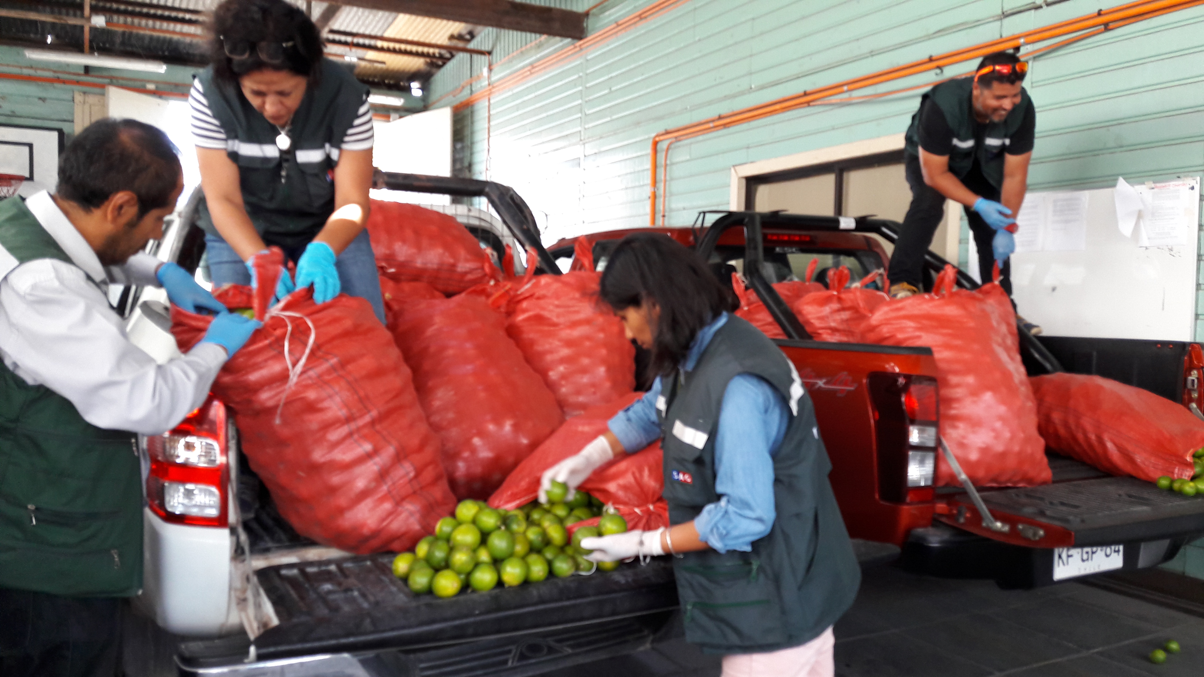 Carabineros y SAG logran importante  decomiso de limones