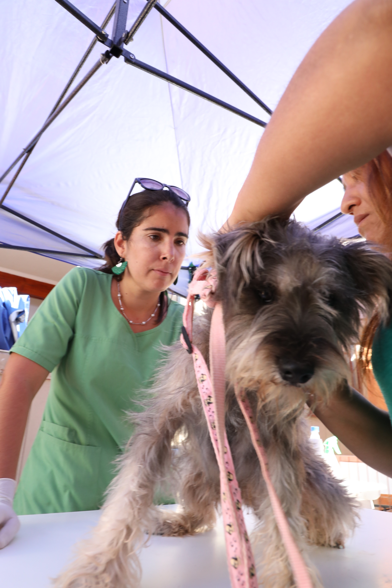 CANIL MUNICIPAL COMIENZA PROCESO DE INSCRIPCIÓN DE MASCOTAS EN CHOZA DE PLAYA CAVANCHA