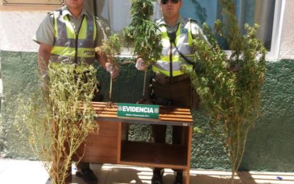 INCAUTAN CUATRO PLANTAS DE MARIHUANA EN DOMICILIO DE CHANAVAYITA