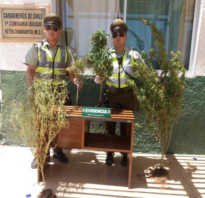 INCAUTAN CUATRO PLANTAS DE MARIHUANA EN DOMICILIO DE CHANAVAYITA