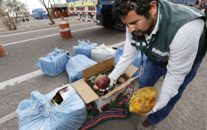 Después de 7 meses de intenso trabajo     SAG erradicó mosca de la fruta en Iquique   