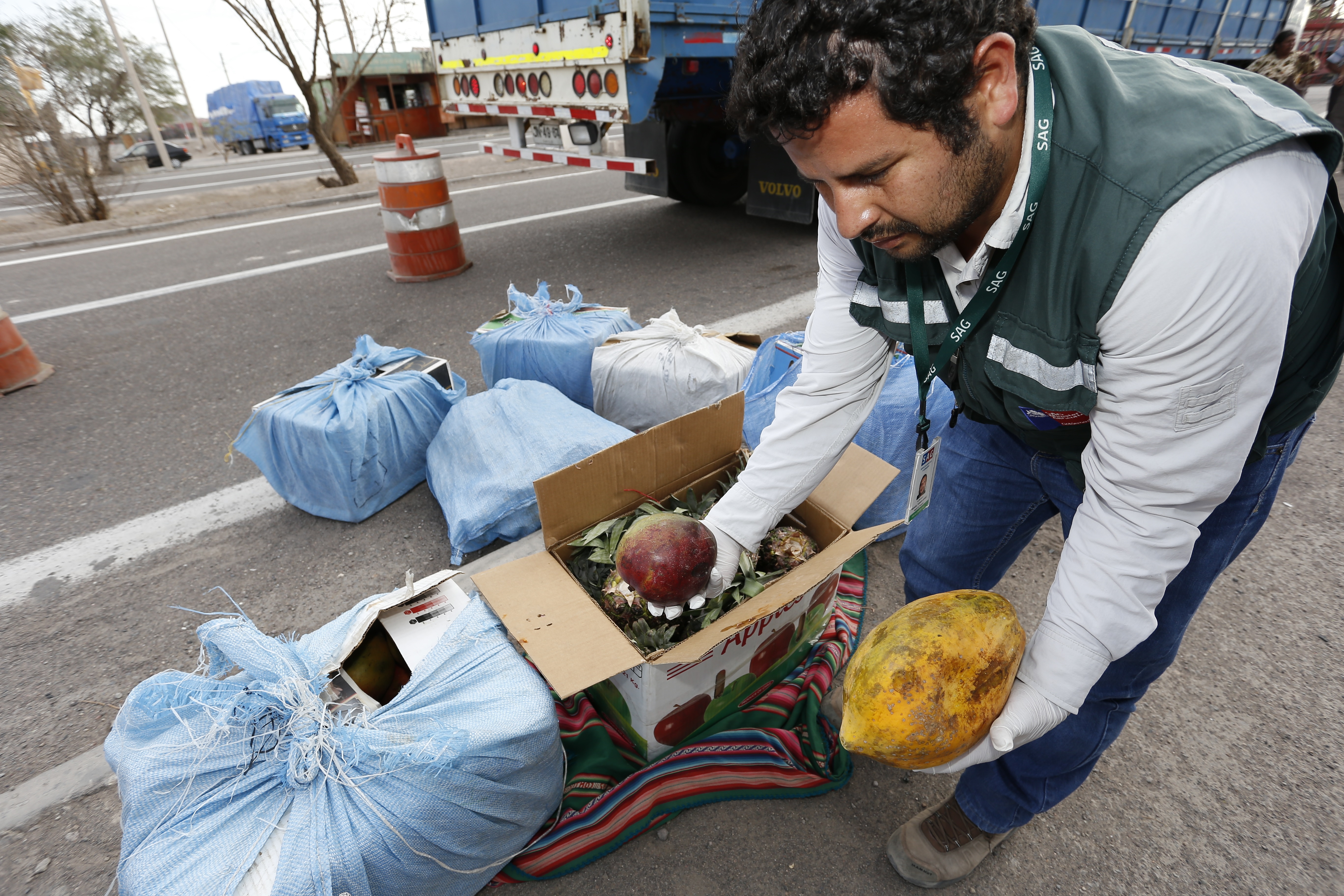 Después de 7 meses de intenso trabajo     SAG erradicó mosca de la fruta en Iquique   