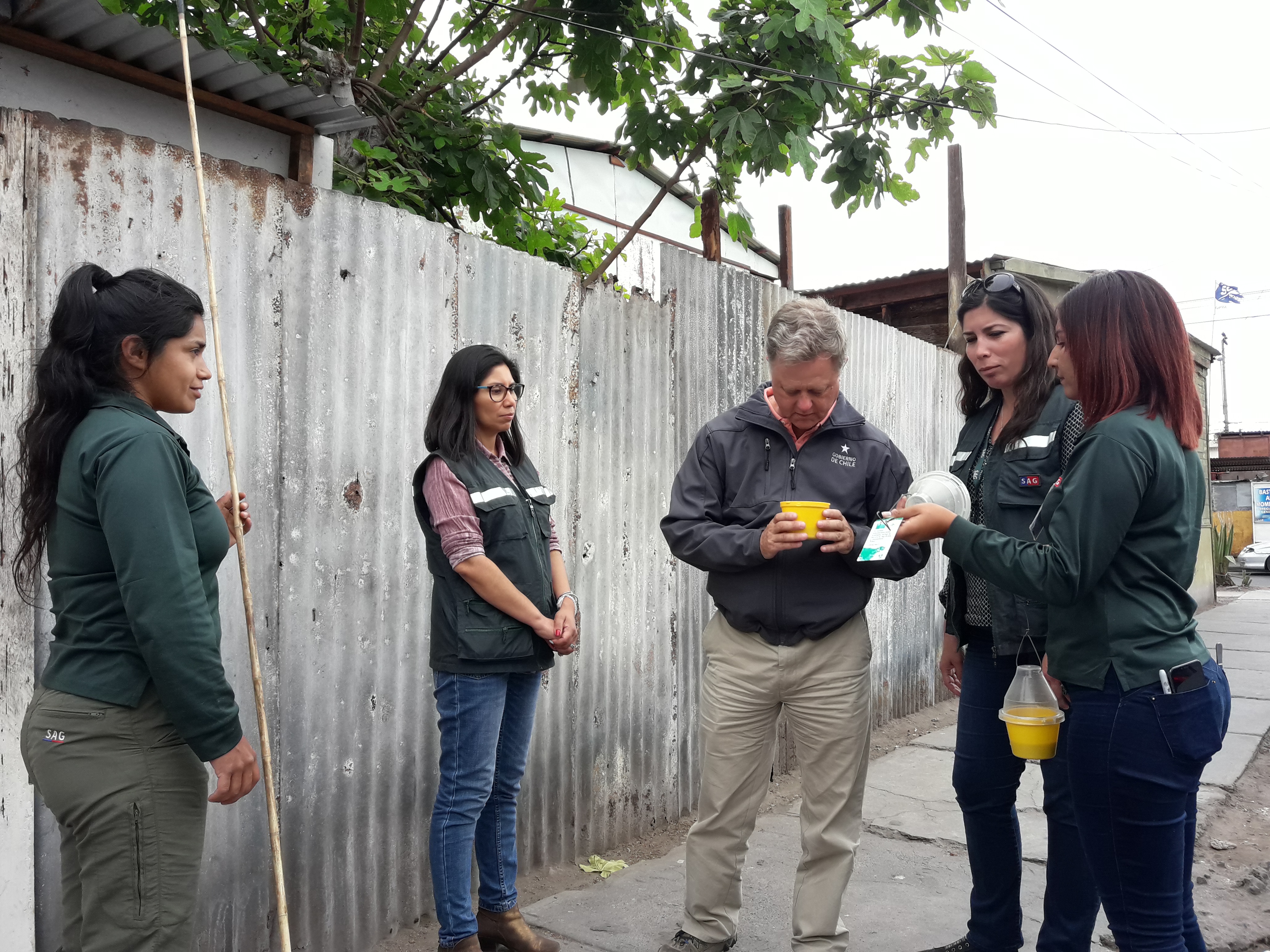 SAG despliega campaña de erradicación  de Mosca de la Fruta en Iquique   