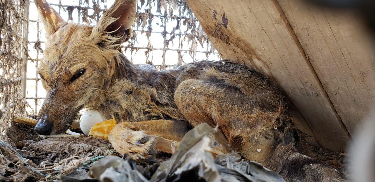 Ejército y SAG rescatan a zorro  chilla de morir ahogado      