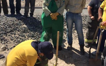 400 árboles darán sombra a los peregrinos que caminen al poblado de la Tirana.