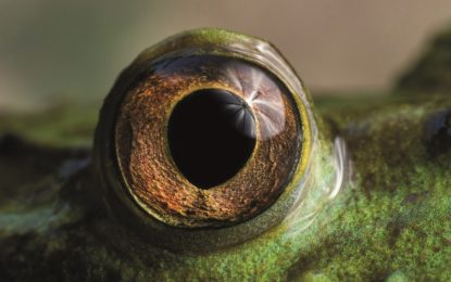 Últimos días para participar en el Concurso Fotográfico Ojo de Pez 2019