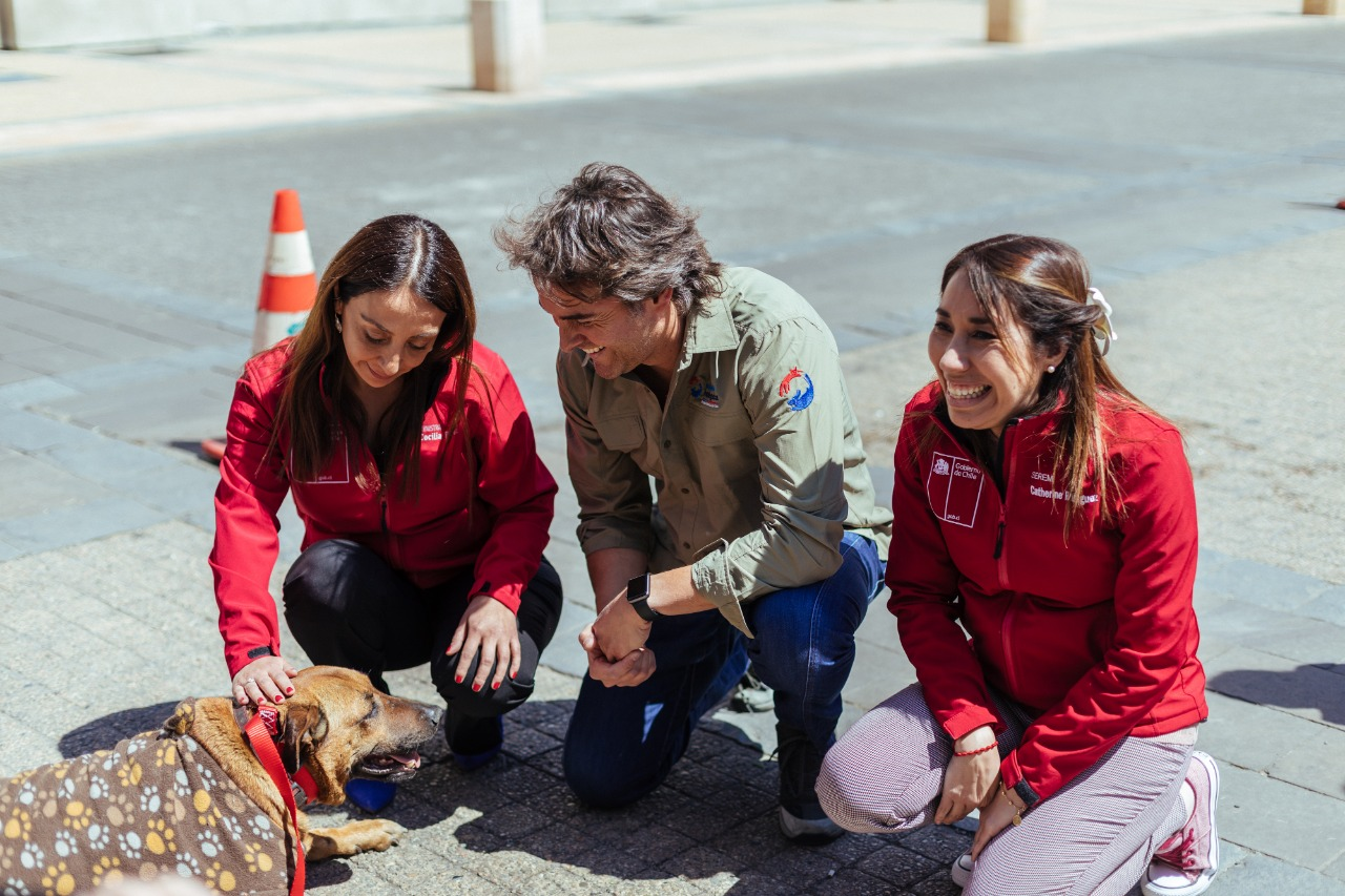 EN EL DÍA MUNDIAL DE LOS ANIMALES GOBIERNO LLAMA A FOMENTAR LA TENENCIA RESPONSABLE Y EL CUIDADO DE LAS MASCOTAS   