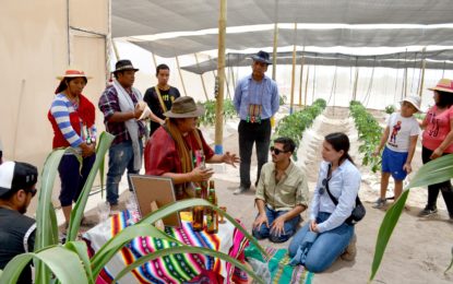 En Tarapacá – Conadi financia a agricultores Aymaras pioneros en sembrar pimentones con sistema avanzado de riego