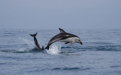   Fauna marina vuelve a repoblar las playas del norte durante cuarentena.