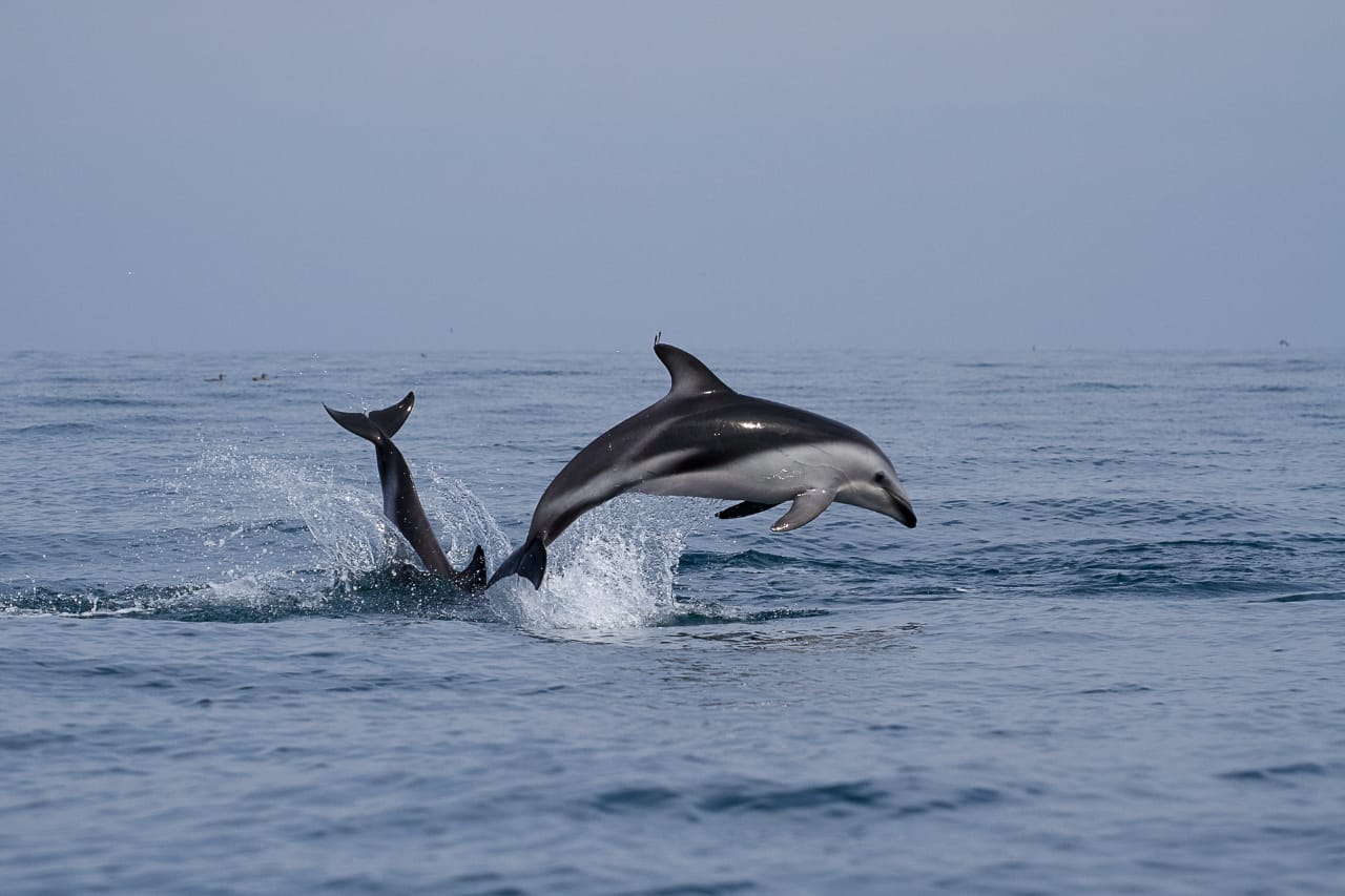   Fauna marina vuelve a repoblar las playas del norte durante cuarentena.