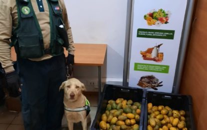 Jack el nuevo integrante de la Brican  SAG Tarapacá detectó 55 kilos de mangos