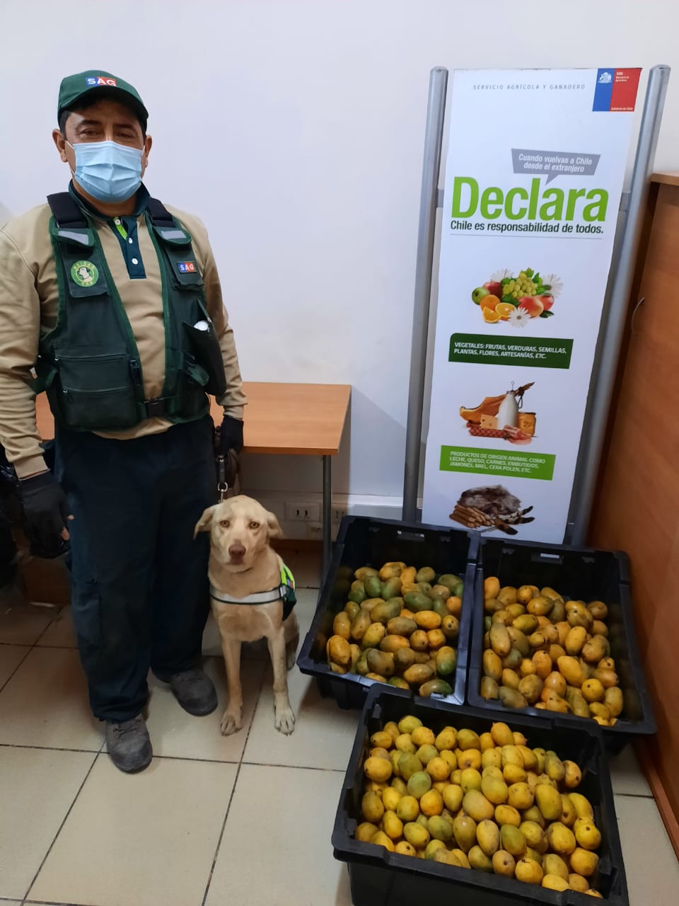 Jack el nuevo integrante de la Brican  SAG Tarapacá detectó 55 kilos de mangos