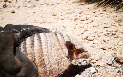 Oculto en camión descubren a quirquincho de la puna 