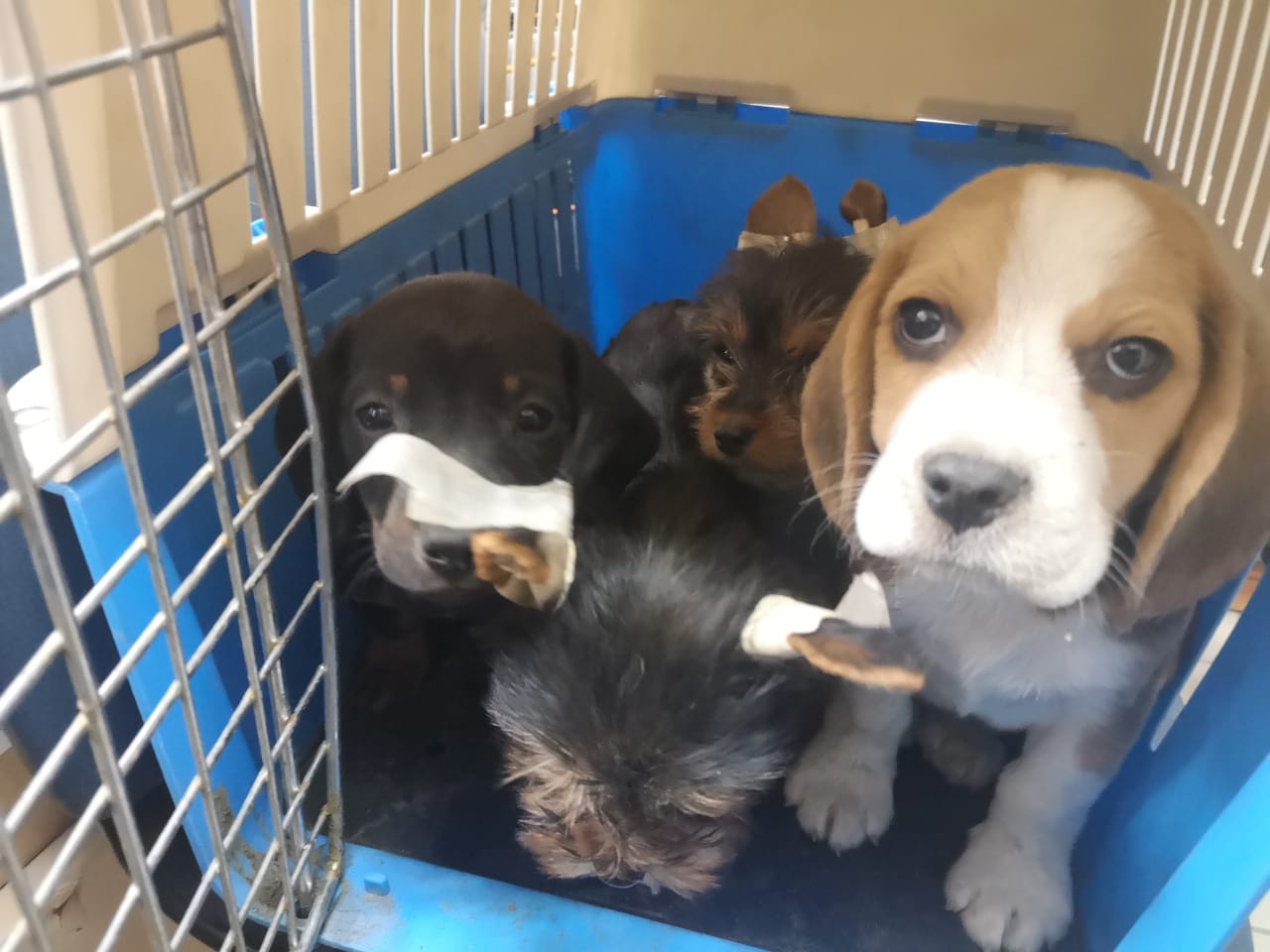 SAG Tarapacá retorna perritos  de contrabando a Bolivia 