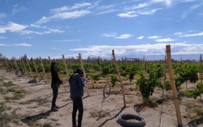 SAG Tarapacá fiscaliza vendimia en Estación Experimental de Canchones