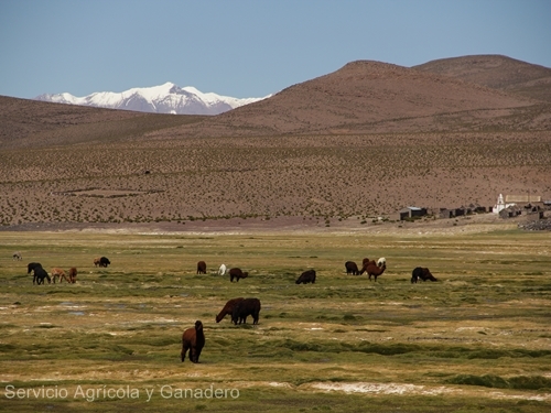 SAG e IICA realizarán seminario internacional sobre Sustentabilidad Agroambiental de Suelos Agropecuarios en América, cambio climático y Objetivos de Desarrollo Sostenible