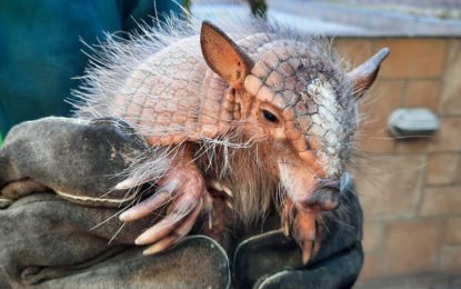 Armadillo fue encontrado caminando por la vía pública en Iquique