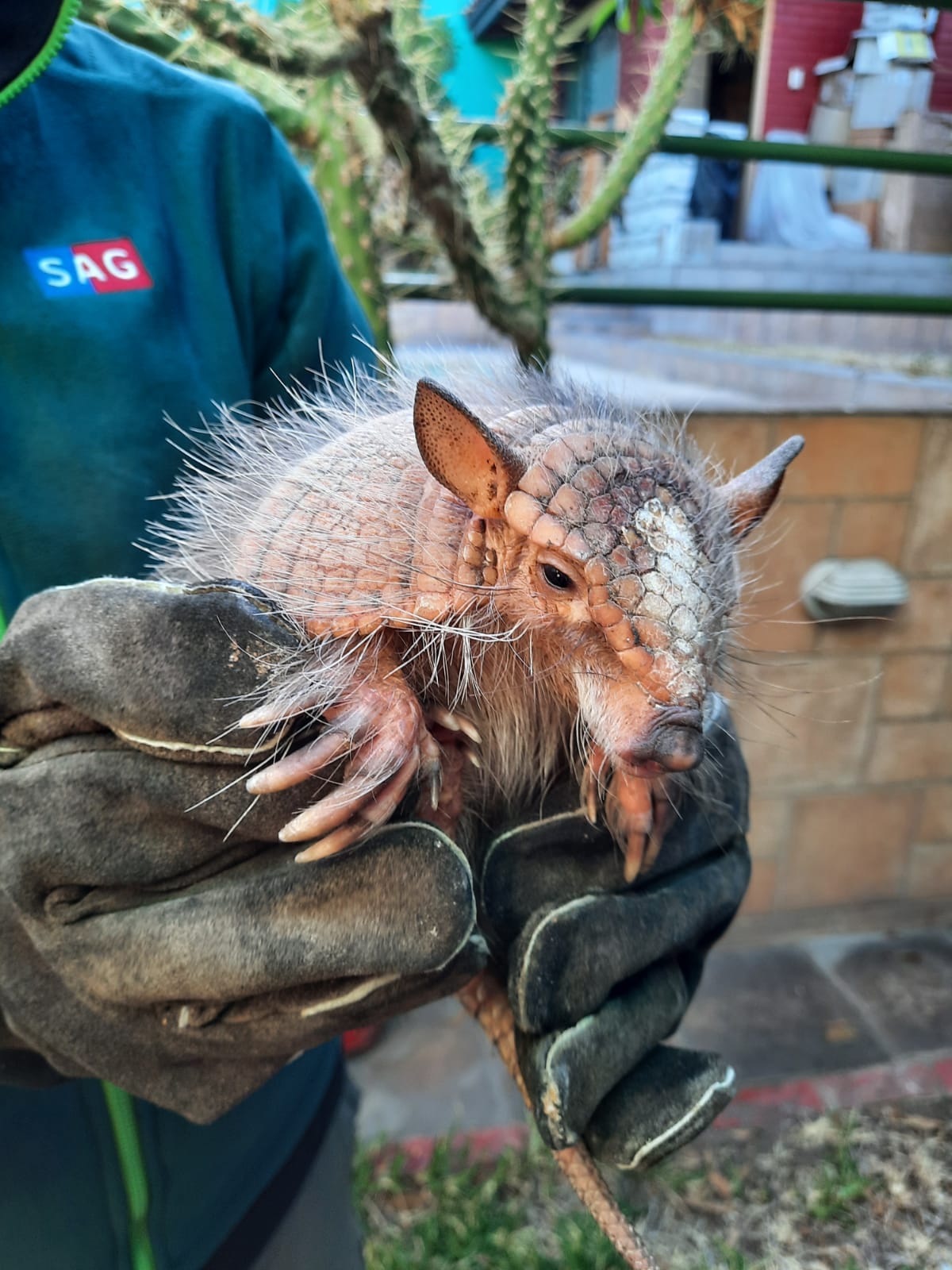 Armadillo fue encontrado caminando por la vía pública en Iquique