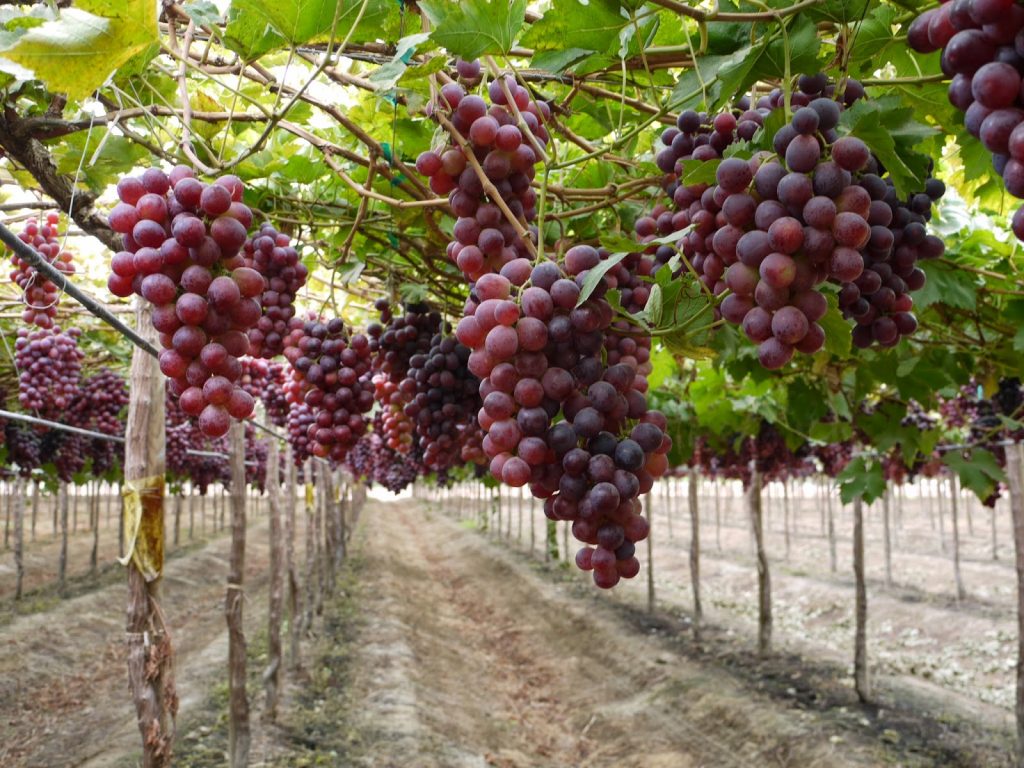 Conoce las principales frutas que Chile exporta al mundo