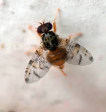 SAG concluye campaña de erradicación  de mosca de la fruta en Pozo Almonte