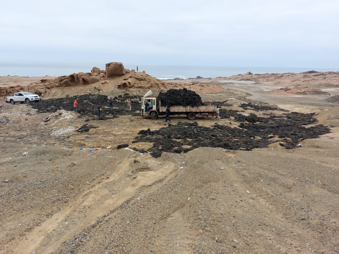 SERNAPESCA INCAUTA 20 TONELADAS DE HUIRO NEGRO EN IQUIQUE