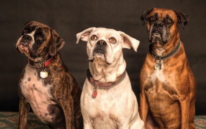 Los riesgos alimentarios para las mascotas en Fiestas Patrias