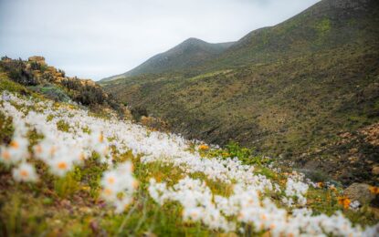 Desierto Florido será declarado parque nacional durante 2023