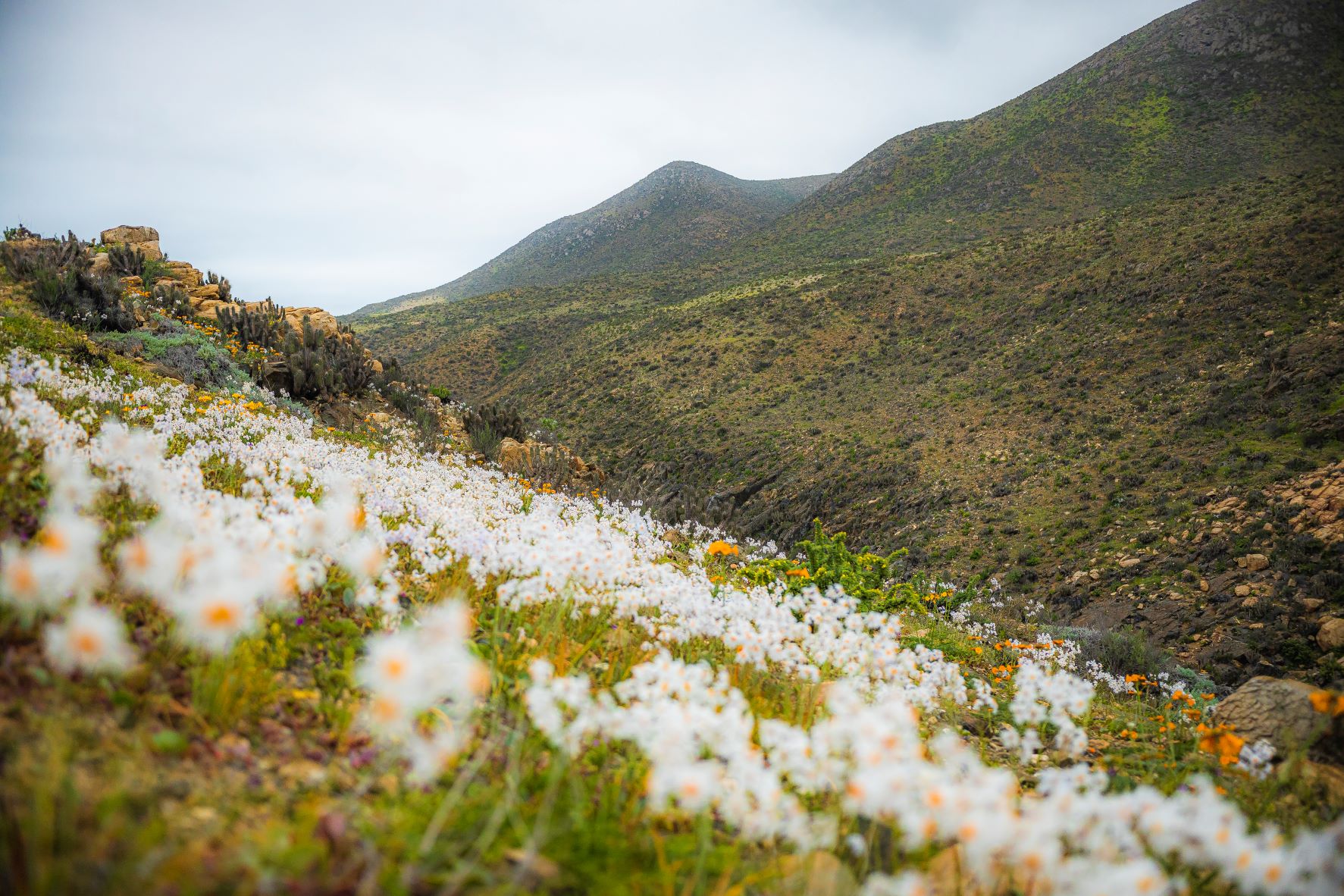 Desierto Florido será declarado parque nacional durante 2023