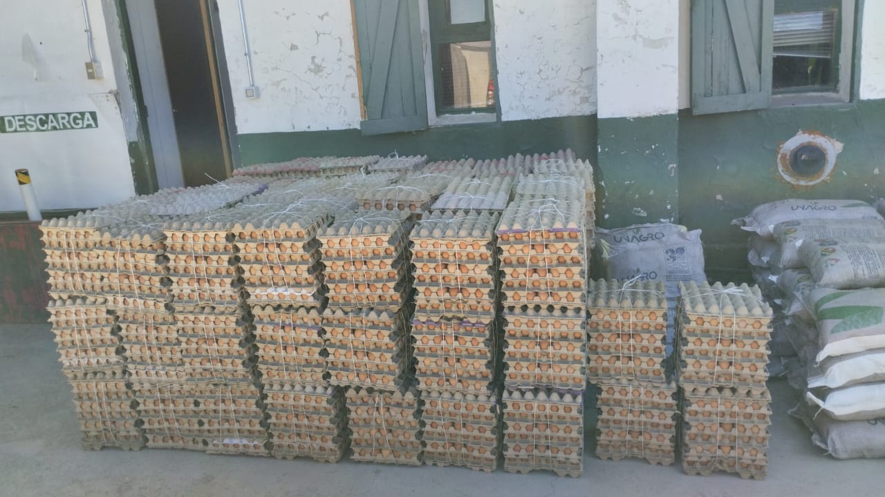 En Colchane decomisan 23 mil unidades de huevos de gallina de ingreso clandestino