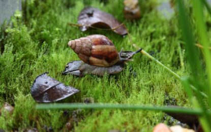    SAG levanta alerta fitosanitaria por peligroso caracol gigante africano no presente en el país