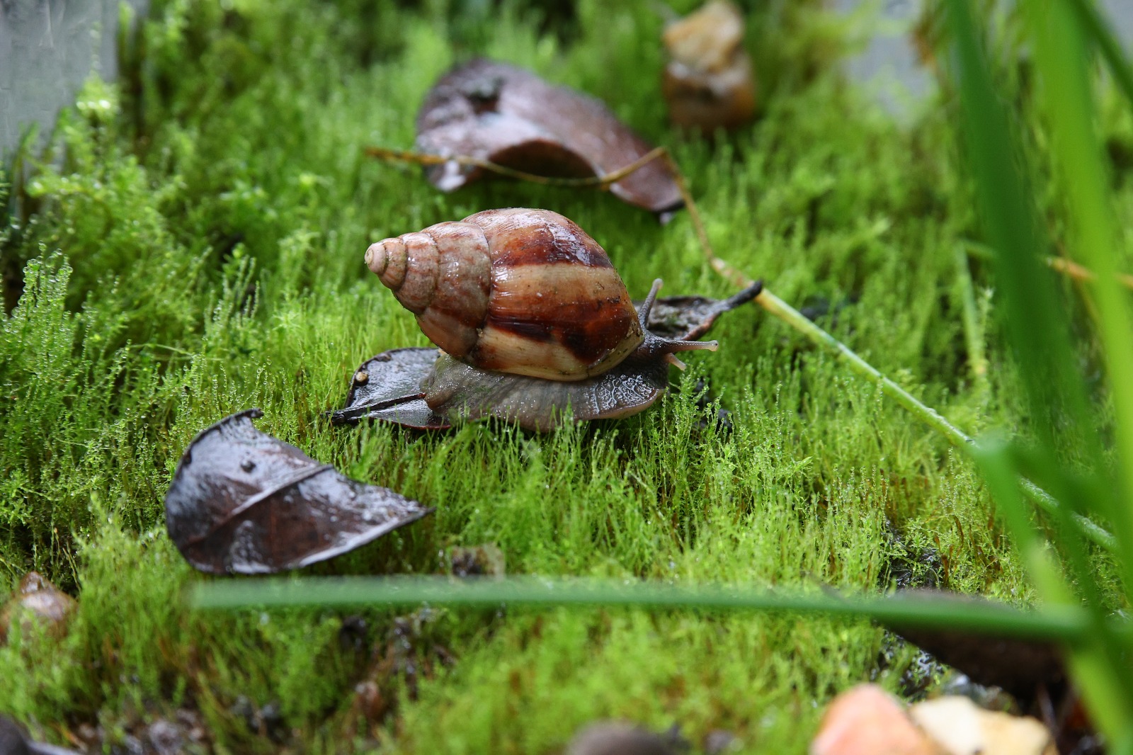    SAG levanta alerta fitosanitaria por peligroso caracol gigante africano no presente en el país