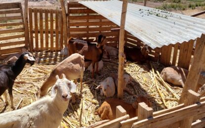 SAG Tarapacá llama a ganaderos/as a cumplir con uso obligatorio del Formulario de Movimiento Animal