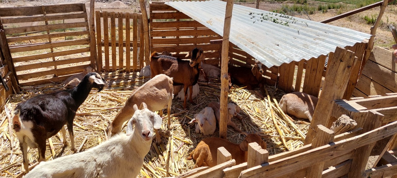 SAG Tarapacá llama a ganaderos/as a cumplir con uso obligatorio del Formulario de Movimiento Animal