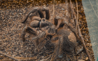 Investigador UNAP descubre nueva especie endémica de araña en Tarapacá 