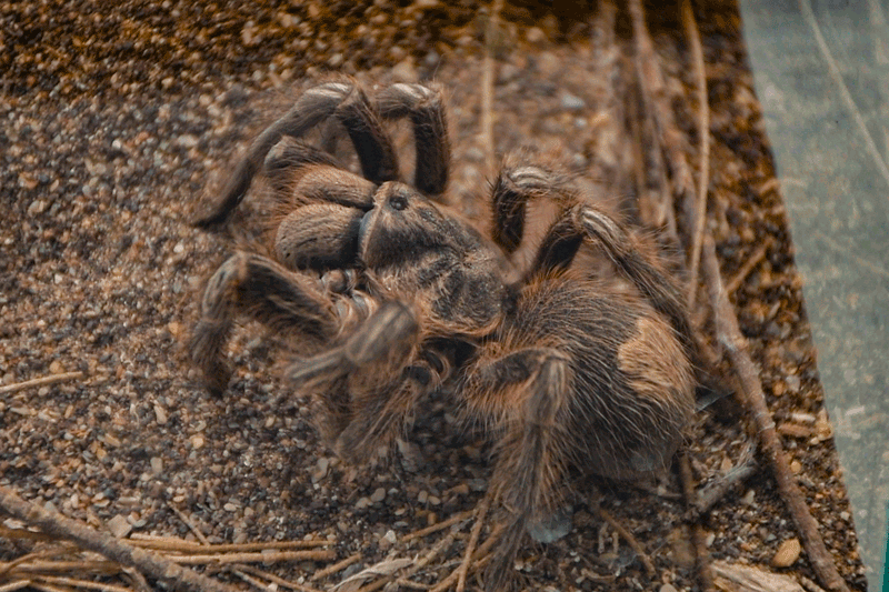 Investigador UNAP descubre nueva especie endémica de araña en Tarapacá 