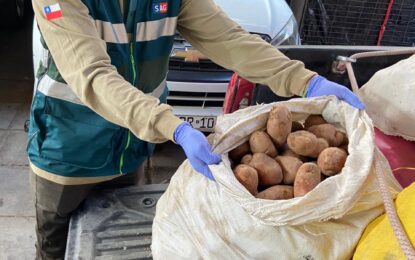 SAG ha interceptado más de 77 toneladas de papas que ingresan de manera ilegal al país