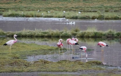 CONAF celebra Día Mundial de los Humedales promoviendo su protección