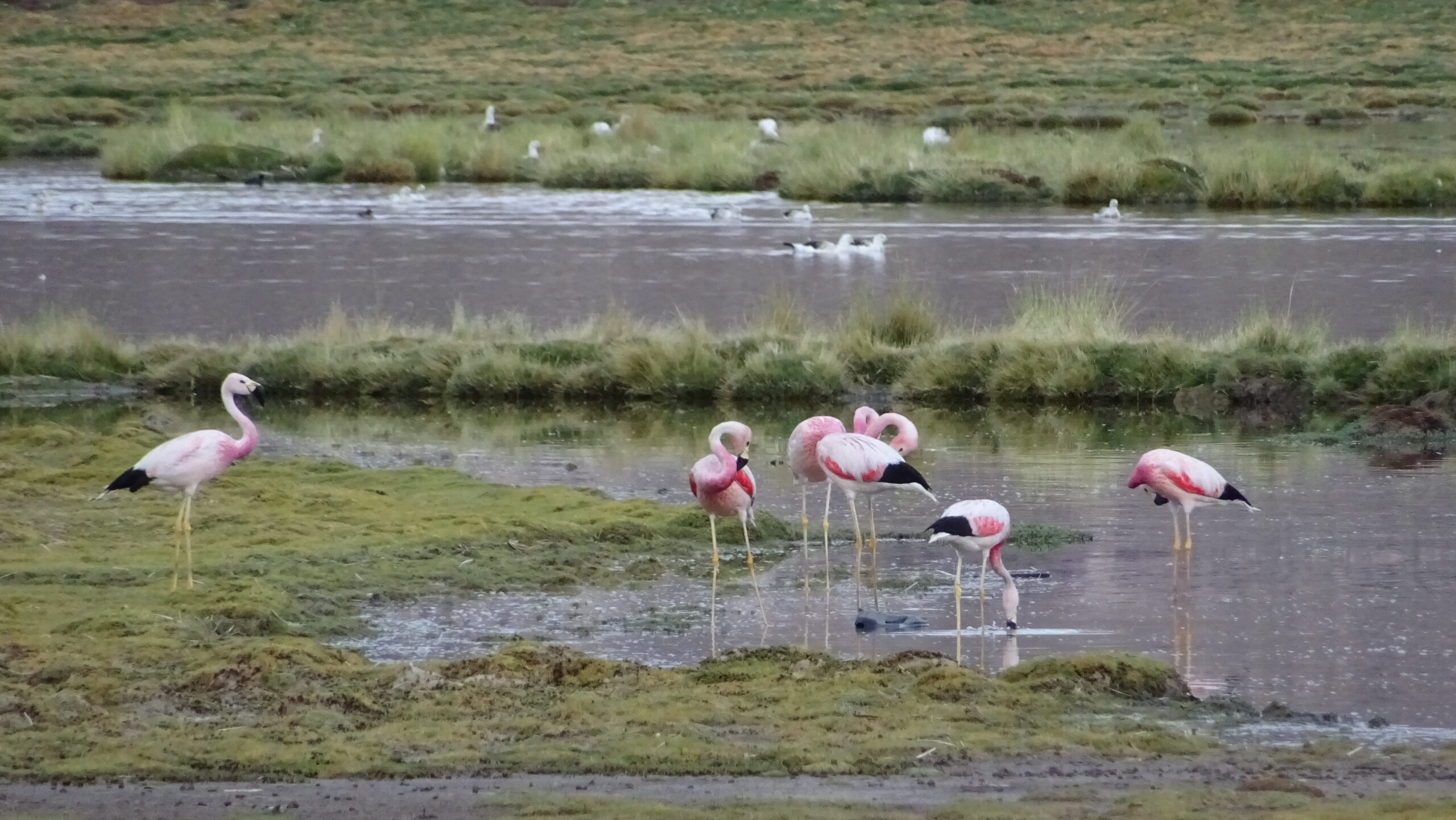 CONAF celebra Día Mundial de los Humedales promoviendo su protección