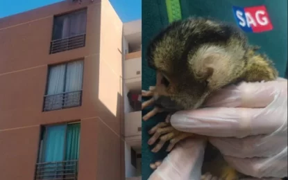 Rescatan a monito ardilla que estuvo a punto de caer de edificio en Alto Hospicio