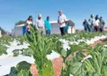 Tarapacá perdió cinco mil agricultores, pescadores y ganaderos en 4 años