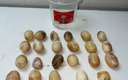 SAG Tarapacá alerta sobre inusual incautación de huevos de tortuga en Colchane