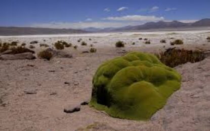 CONAF y Municipalidad de Pica extraen media tonelada de basura en Parque Nacional Salar del Huasco