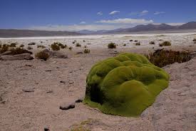 CONAF y Municipalidad de Pica extraen media tonelada de basura en Parque Nacional Salar del Huasco