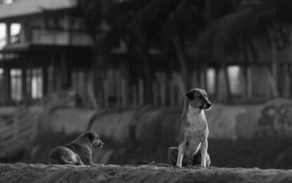 EL ABANDONO ANIMAL: UN PROBLEMA DE SALUD PÚBLICA Y BIOÉTICA