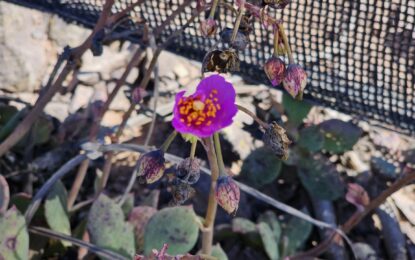 ONG local trabaja en el cuidado de Santuario de la Naturaleza de Punta Gruesa