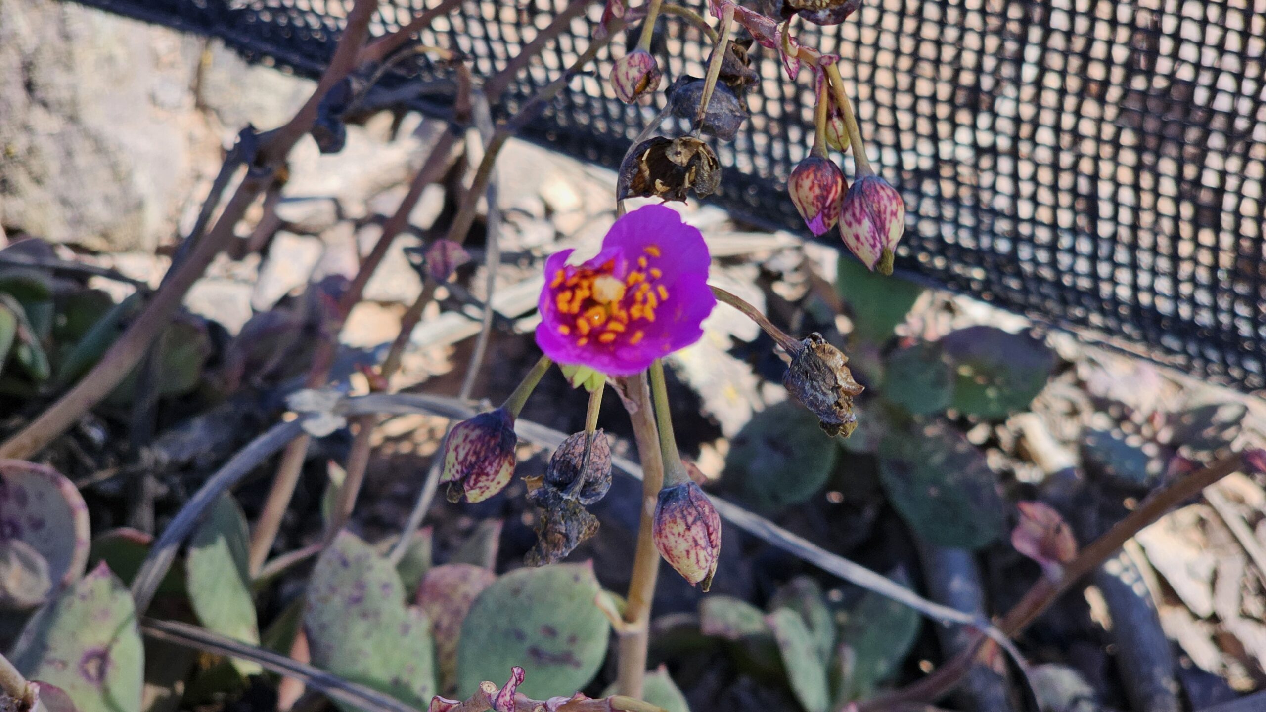 ONG local trabaja en el cuidado de Santuario de la Naturaleza de Punta Gruesa