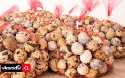 SAG Tarapacá decomisa de manera inusual másde 600 huevos de codorniz de ingreso clandestino