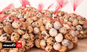 SAG Tarapacá decomisa de manera inusual másde 600 huevos de codorniz de ingreso clandestino